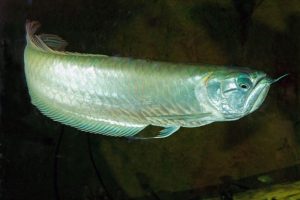 Arowana balığı Ankara'da