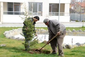 Konya'da yapılar fidanlarla y&uuml;kseliyor