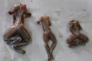 T&uuml;rkiye'den Avrupa'ya kurbağa ve salyangoz ihracı artıyor