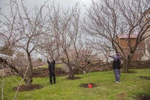 Kar meyve ağa&ccedil;larına zarar verdi