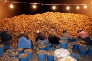 Mutfakların vazge&ccedil;ilmezi sebzede sıkıntı yaşanacak mı?
