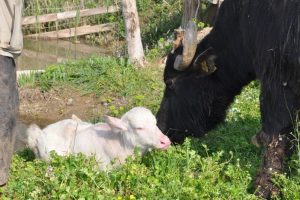 Bursa'da beyaz doğan mandaya 'Demba Ba' adı verildi