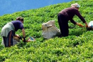 &Ccedil;AYKUR'a 3 bin 500 iş&ccedil;i alımı i&ccedil;in başvurular başlıyor