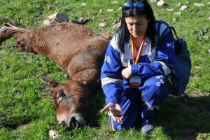 &Ouml;ld&uuml;r&uuml;len katırlar i&ccedil;in Uludere'ye gittiler
