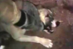 Genelkurmay k&ouml;peğe işkenceyle ilgili a&ccedil;ıklama yaptı