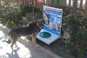 Bursa'da sokak hayvanlarına suluk
