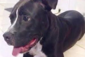 ABD'de "k&ouml;pek gribi" alarmı verildi!