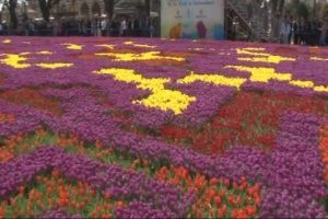 D&uuml;nyanın en b&uuml;y&uuml;k 'lale halısı' yapıldı