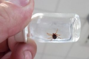V&uuml;cuduna yapışan keneyi &ccedil;ıkaran bir kişi hayatını kaybetti