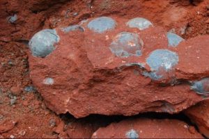 İnşaatta 43 dinozor yumurtası bulundu