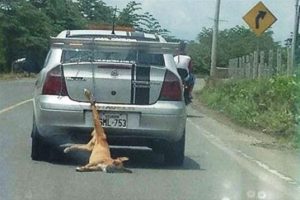K&ouml;peği arabanın arkasına bağlayıp s&uuml;r&uuml;kledi (+18)