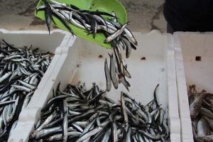 Hamsi erken g&ouml;&ccedil; etti! Kıyı balık&ccedil;ısı 'yunus'tan dertli