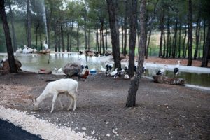 T&uuml;rkiye'nin ilk Safari Parkı'na ziyaret&ccedil;i rekoru
