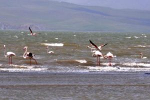 Baharın m&uuml;jdecisi flamingolar Van'a geldi