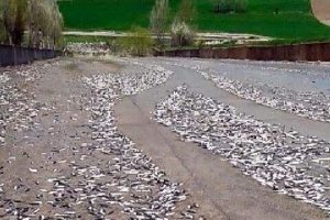 Baraj taştı, binlerce balık telef oldu