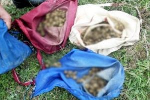 O tohumu topladılar, tam 152 bin TL ceza yediler