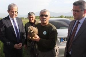 Tedavi edilen saz delicesi t&ouml;renle doğaya bırakıldı