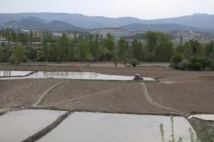 30 bin ton pirin&ccedil; &uuml;retiliyor