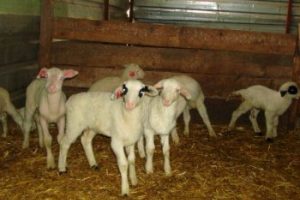 Bursa'da k&ouml;peğini zehirleyip koyunlarını &ccedil;aldılar!