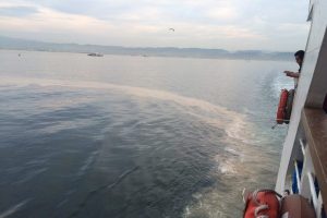 Denizde kahverengi tabaka Yalova'da ortaya &ccedil;ıktı