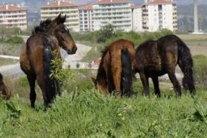 5 bin lira maaşla &ccedil;obanlık! &Uuml;stelik T&uuml;rkiye'de...