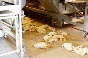 Karantina b&ouml;lgesini aştı, 3 g&uuml;nde 1.5 milyon kanatlı &ouml;ld&uuml;