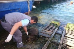 İstanbul Boğazında bir domuz vakası daha