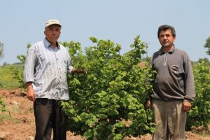 Bursa fındıkları yurt dışına ihra&ccedil; ediliyor!