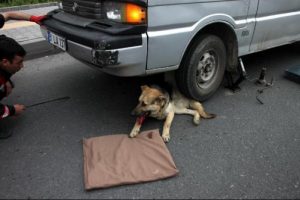 Minib&uuml;s&uuml;n altında kalan k&ouml;peği itfaiye kurtardı