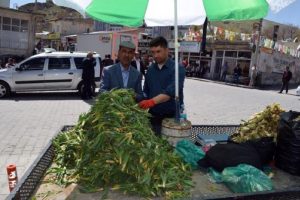 Dağda yetişen otlar ekmek kapısı oldu