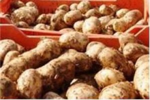 Bakan iki firmayı a&ccedil;ıkladı... Patates zammından 'stok' &ccedil;ıktı