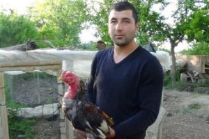Hint horozu, k&uuml;mesteki civcivleri yemek isteyen kızıl şahini yaraladı