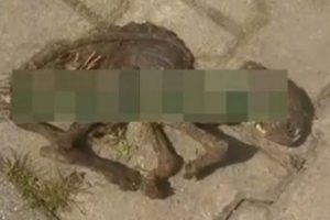 D&uuml;nyayı şoke eden yaratık! 200 tavuğun kafasını koparıp...