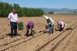 Bursa'da bu yıl &ccedil;ift&ccedil;i biber ve domatese bel bağladı