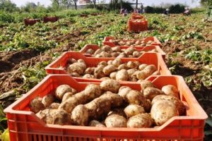 Rekabet Kurumu patates fiyatlarına el attı