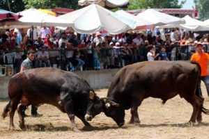 Boğa g&uuml;reşi şenlikleri İspanya'yı aratmadı