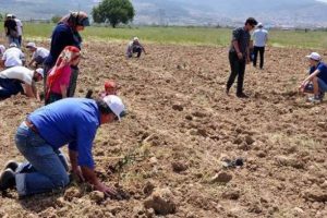Yırca'da s&ouml;k&uuml;len zeytinlerin yerine yenileri dikiliyor