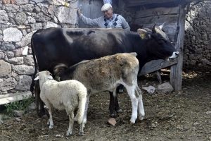 Annesi telef olan kuzuyu inek sahiplendi