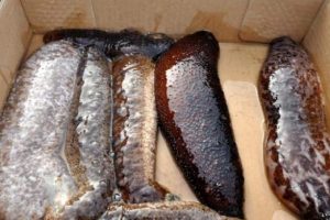 &Ccedil;anakkale'de 5 ton ka&ccedil;ak midye ve deniz patlıcanı ele ge&ccedil;irildi