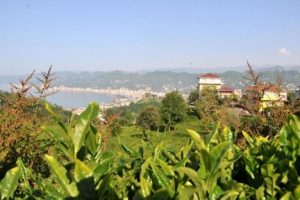 &Ccedil;ay &uuml;reticisi taban fiyattan memnun