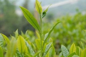 Yaş &ccedil;ay alım fiyatları &uuml;reticileri memnun etti