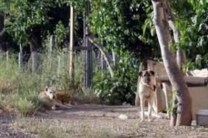 Kuduz k&ouml;pek dehşeti ! 6 ay s&uuml;reyle karantinaya alındı