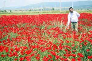 Bursa'da a&ccedil;an gelincik &ccedil;i&ccedil;ekleri g&ouml;renleri b&uuml;y&uuml;l&uuml;yor