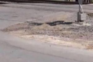 Yol kenarında 9 beyin bulundu!
