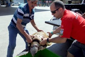 Yaralı caretta caretta bulundu