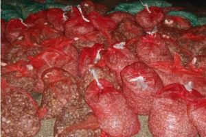 Edirne'de 1 ton ka&ccedil;ak midye ele ge&ccedil;irildi