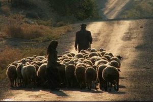 5 bin lira maaşla &ccedil;oban aranıyor