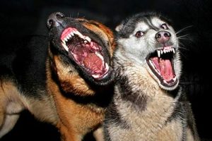 Bursa'da k&ouml;pekle tehdit karakolluk oldu!