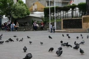 O partinin mitingine sadece g&uuml;vercinler gitti!