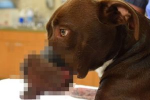K&ouml;peğe işkence yapan kişi aranıyor
